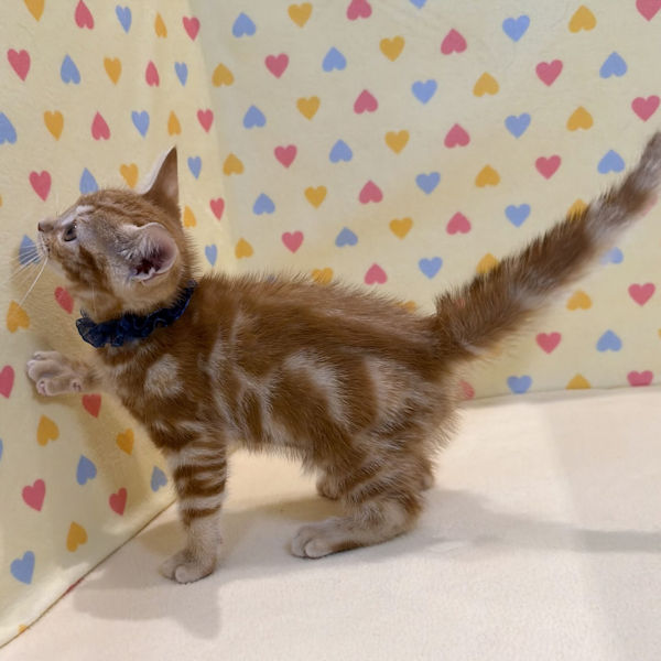 アメリカン・ショートヘアー - 画像 (4)