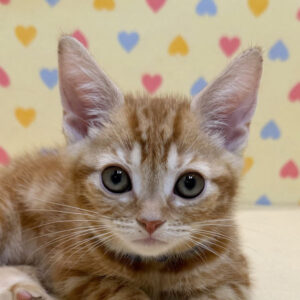 アメリカン・ショートヘアー