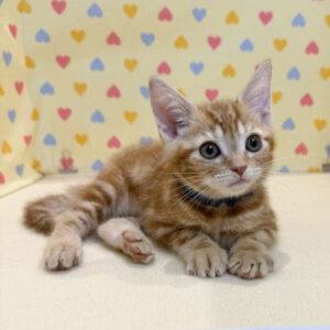 Alternative view of アメリカン・ショートヘアー