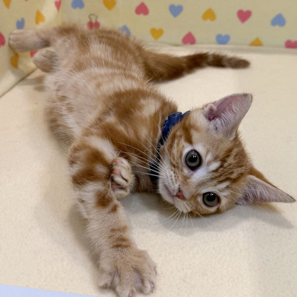 アメリカン・ショートヘアー - 画像 (5)