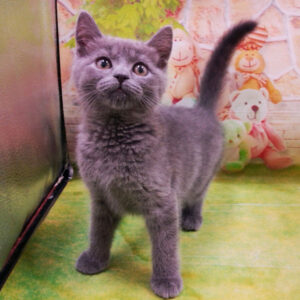 Alternative view of マンチカン