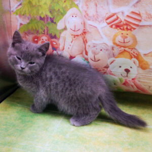 Alternative view of マンチカン