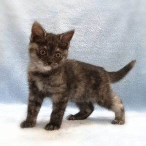 Alternative view of マンチカン