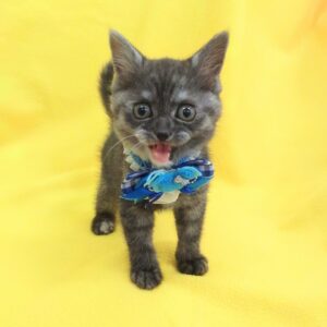 Alternative view of マンチカン