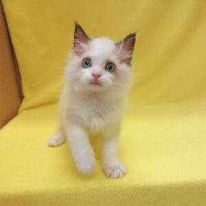 Alternative view of ラグドール