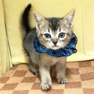 Alternative view of ミックス猫