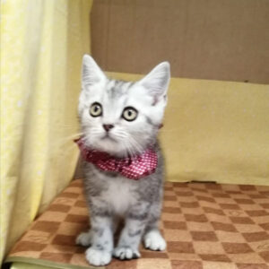 Alternative view of ミヌエット