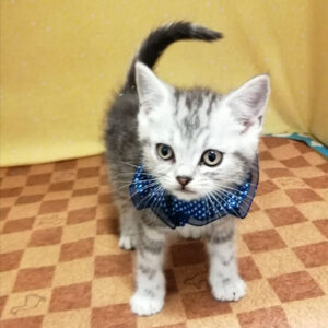 Alternative view of ミヌエット