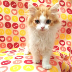 Alternative view of ミックス猫