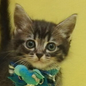 スコティッシュ・フォールド