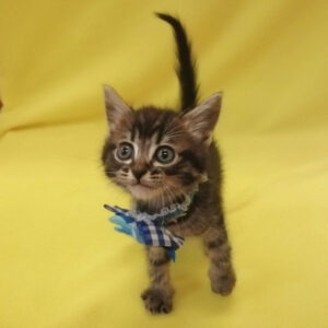 Alternative view of スコティッシュ・フォールド