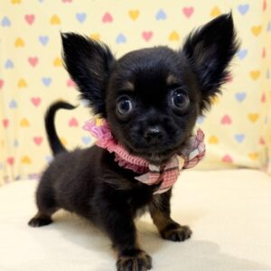 Alternative view of チワワ