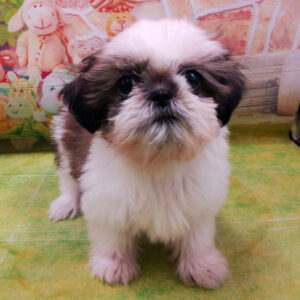 Alternative view of シー・ズー