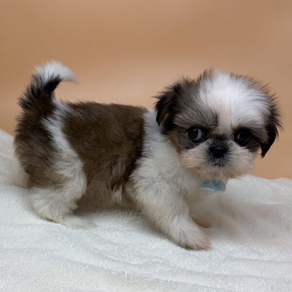 シー・ズー - 画像 (4)