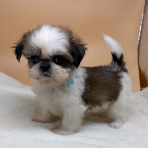 Alternative view of シー・ズー