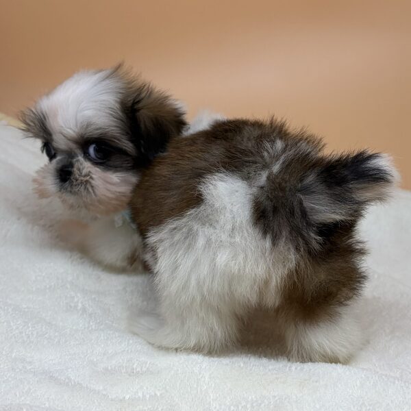 シー・ズー - 画像 (5)