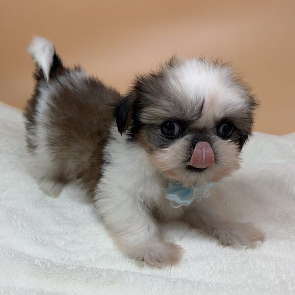 シー・ズー - 画像 (3)