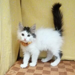 Alternative view of メイン・クーン・キャット