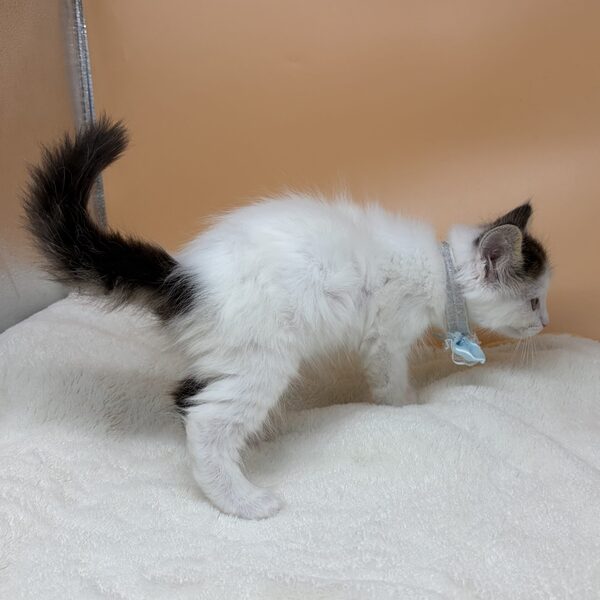 メイン・クーン・キャット - 画像 (4)