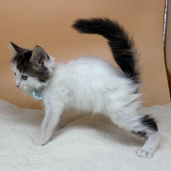 メイン・クーン・キャット - 画像 (5)