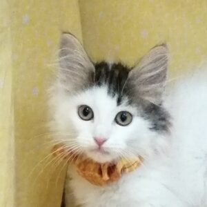 メイン・クーン・キャット