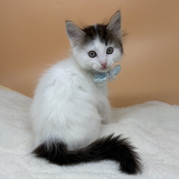 メイン・クーン・キャット - 画像 (2)