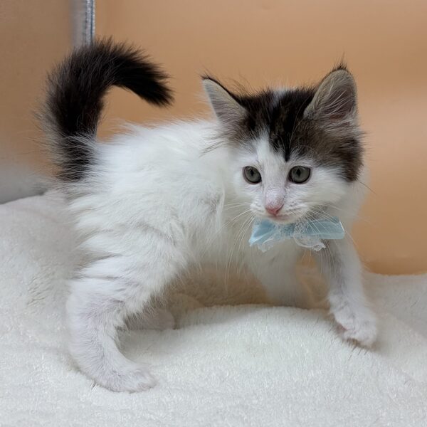 メイン・クーン・キャット - 画像 (3)