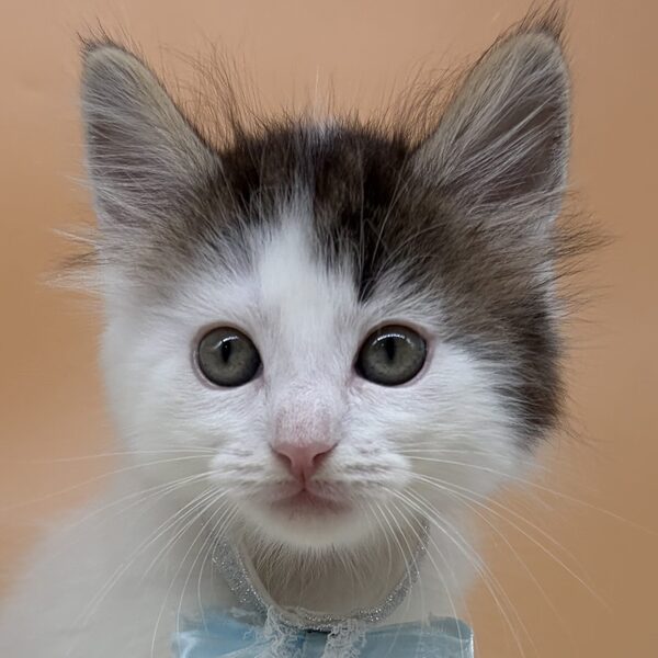 メイン・クーン・キャット