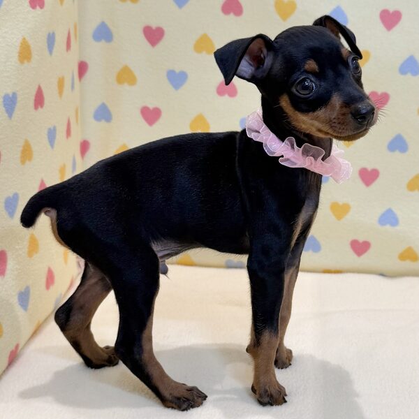 ミニチュア・ピンシャー - 画像 (5)