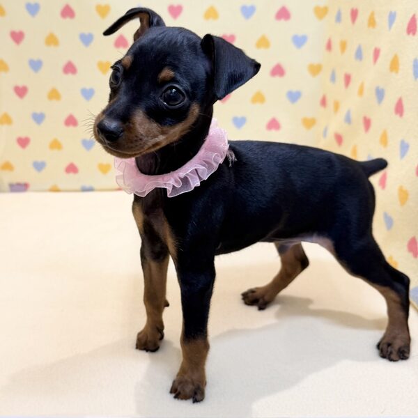 ミニチュア・ピンシャー - 画像 (4)