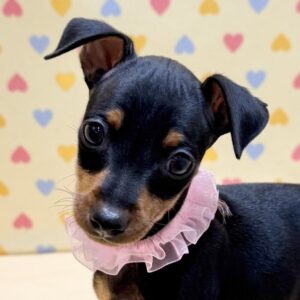 ミニチュア・ピンシャー