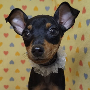 ミニチュア・ピンシャー