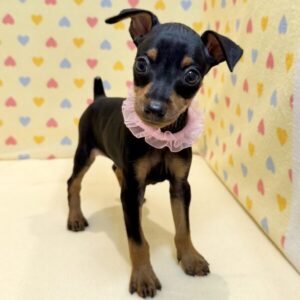 Alternative view of ミニチュア・ピンシャー