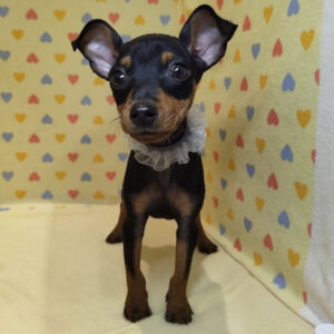 Alternative view of ミニチュア・ピンシャー