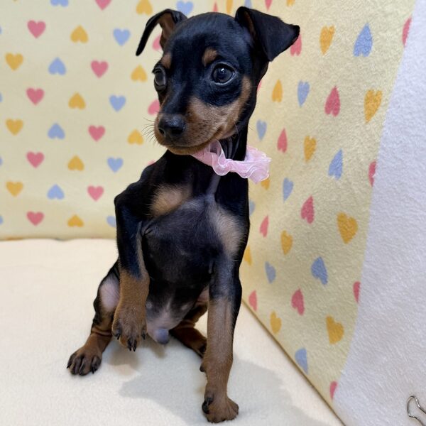 ミニチュア・ピンシャー - 画像 (3)