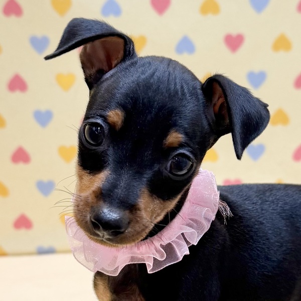 ミニチュア・ピンシャー