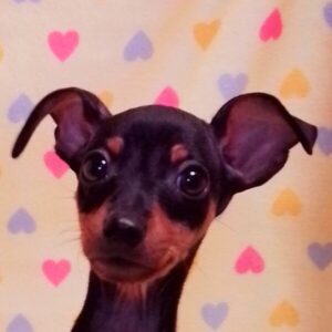 ミニチュア・ピンシャー