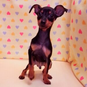 Alternative view of ミニチュア・ピンシャー