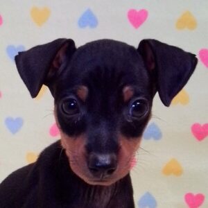 ミニチュア・ピンシャー