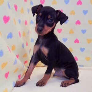 Alternative view of ミニチュア・ピンシャー