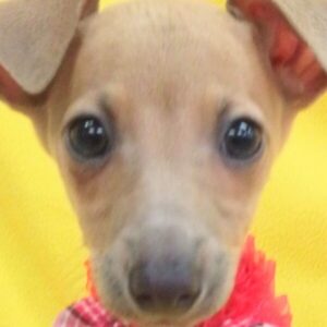 イタリアン・グレーハウンド