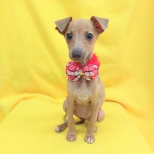 Alternative view of イタリアン・グレーハウンド