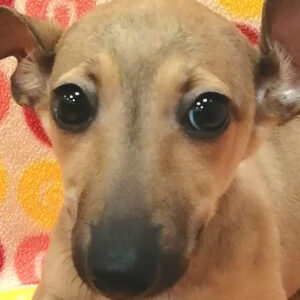 イタリアン・グレーハウンド