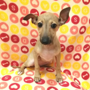 Alternative view of イタリアン・グレーハウンド