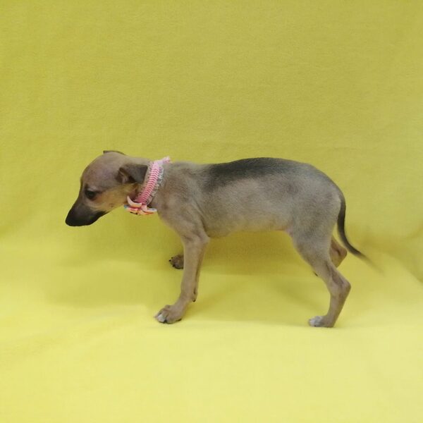 イタリアン・グレーハウンド - 画像 (4)