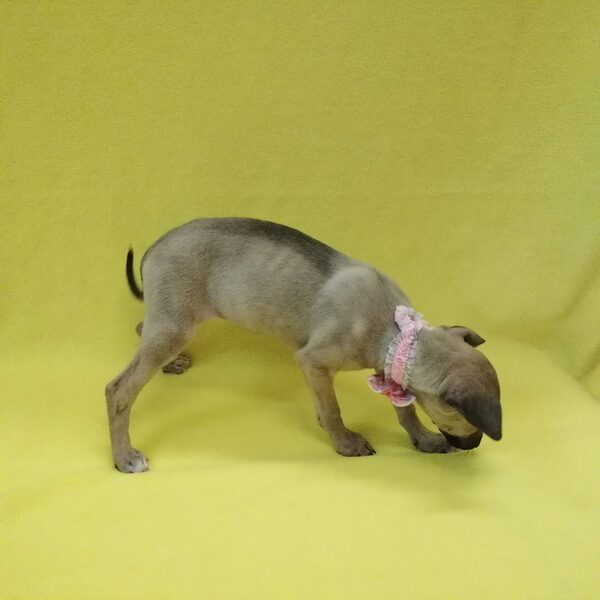 イタリアン・グレーハウンド - 画像 (5)