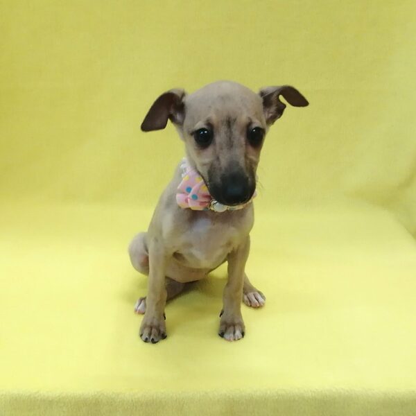 イタリアン・グレーハウンド - 画像 (2)