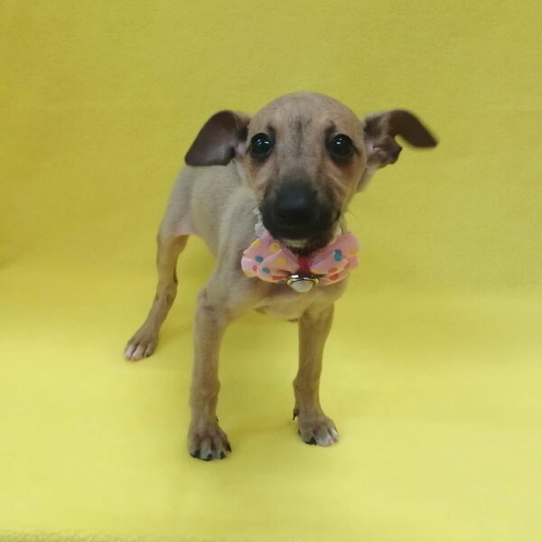 イタリアン・グレーハウンド - 画像 (3)