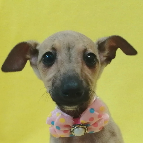 イタリアン・グレーハウンド