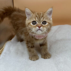 Alternative view of ミヌエット